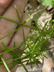 Galium concinnum