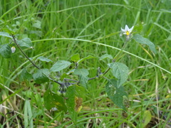 Solanum nigrescens