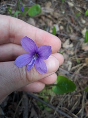 Viola uliginosa