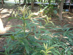 Podocarpus nakaii