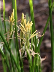 Carex multicaulis