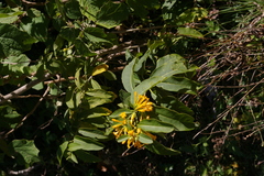 Cestrum oblongifolium