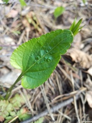 Viola uliginosa