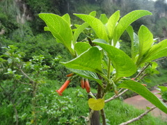 Iochroma fuchsioides