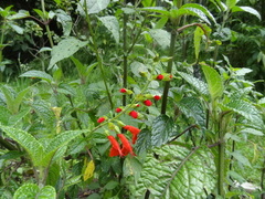 Salvia pauciserrata