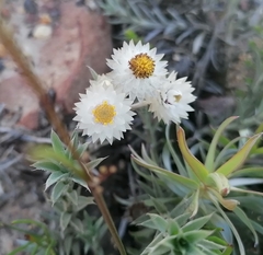 Achyranthemum