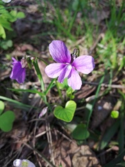 Viola uliginosa