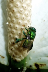 Euglossini