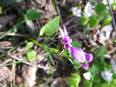 Viola uliginosa