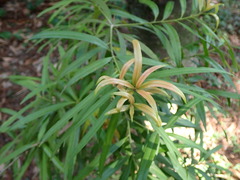 Podocarpus nakaii