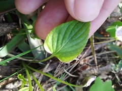 Viola uliginosa