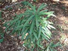 Podocarpus nakaii