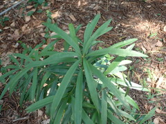 Podocarpus nakaii