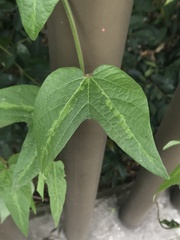 Passiflora capsularis