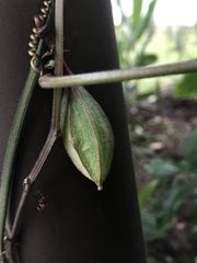 Passiflora capsularis