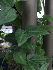 Passiflora capsularis