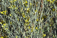 Calobota linearifolia image