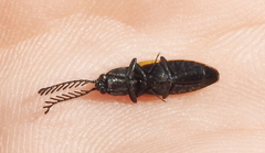 Anostirus castaneus