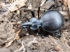 Scaphinotus interruptus