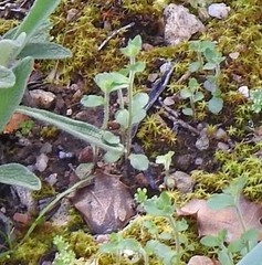 Campanula erinus
