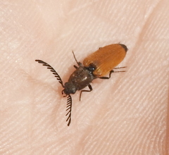 Anostirus castaneus