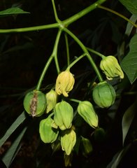 Manihot chlorosticta