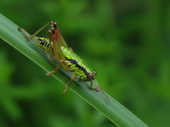 Micropodisma salamandra