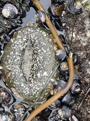 Anthopleura xanthogrammica