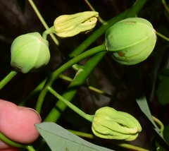 Manihot chlorosticta