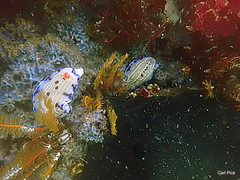 Hypselodoris capensis