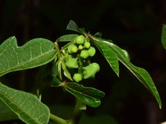 Manihot chlorosticta