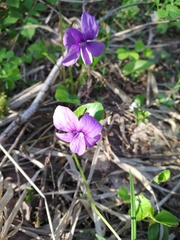 Viola uliginosa