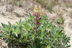 Lupinus gredensis