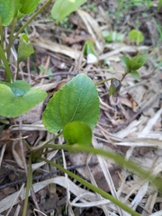 Viola uliginosa