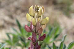 Lupinus gredensis