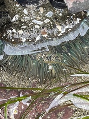 Anthopleura xanthogrammica