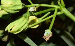 Manihot chlorosticta