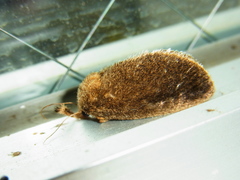 Scopelodes contracta