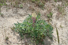 Lupinus gredensis