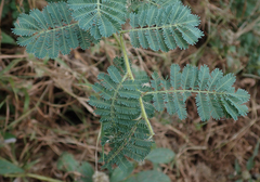 Acacia sieberiana image