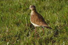 Vanellus melanopterus