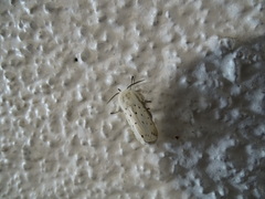 Spilosoma lubricipeda