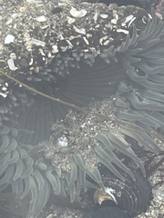 Anthopleura xanthogrammica