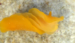 Baptodoris mimetica