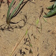 Bromus arenarius