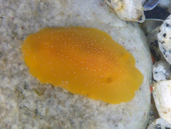 Baptodoris mimetica