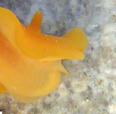 Baptodoris mimetica