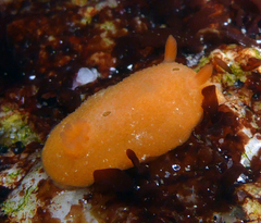 Aldisa sanguinea