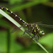 Small Pincertail - Photo (c) Alenka Mihoric, some rights reserved (CC BY-NC), uploaded by Alenka Mihoric