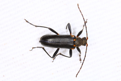 Cortodera humeralis